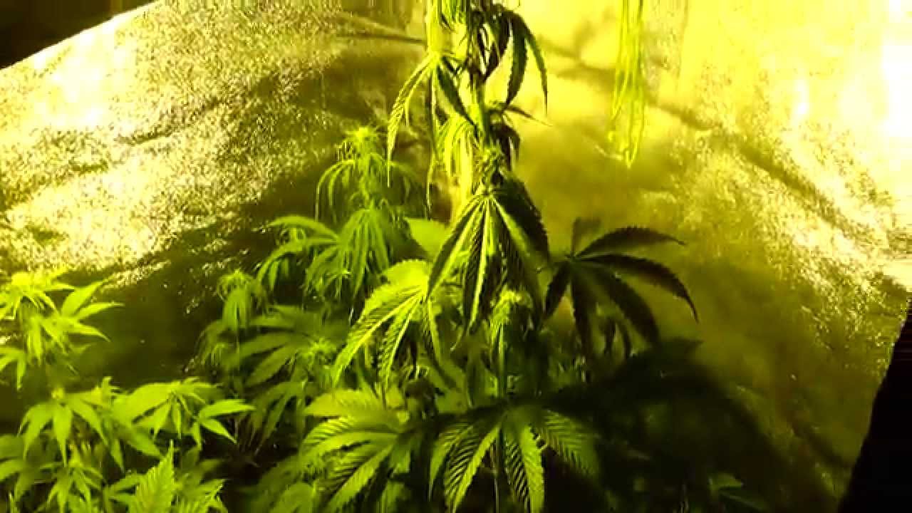 (Seguimiento automáticas) 4.- Indoor 250 variedades varias