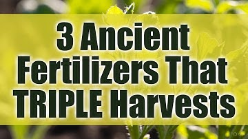 Triple Your Garden Harvest This December with 3 Forgotten Egyptian Fertilizers!”