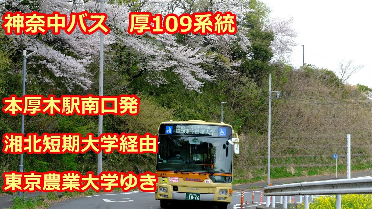 桜満開 神奈中バス 厚109系統 本厚木駅南口発湘北短期大学経由東京農業大学ゆき Youtube