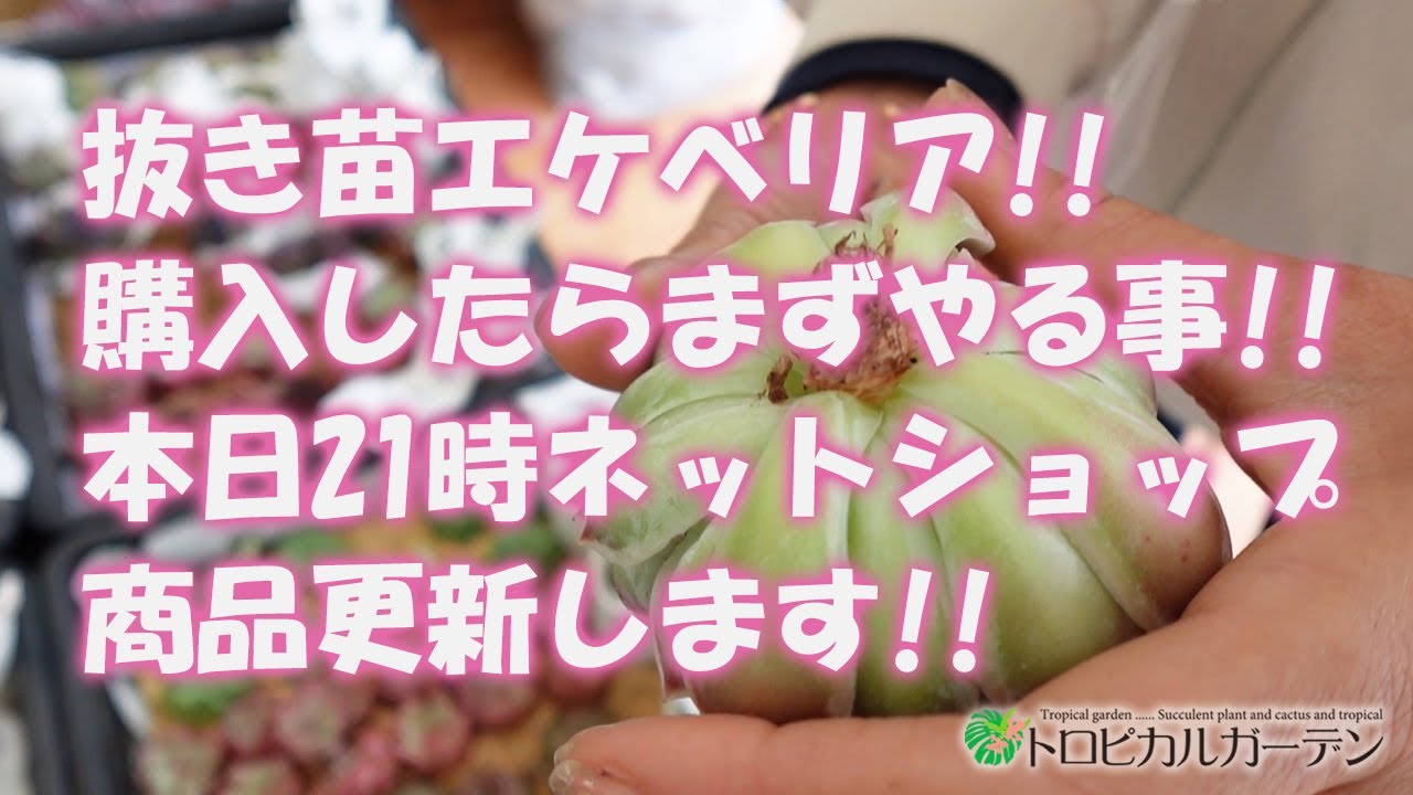 多肉植物】抜き苗エケベリア!!購入したらまずやる事!!本日21時ネット 