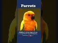 Parrots  subhan allah
