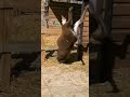 Try Not To Laugh Donkey Video Donkey Kid Donkey Raja Donkey Falling Video Donkey Try Not To Laugh Donkey Video Donkey Kid Donkey Raja Donkey Falling Video Donkey
