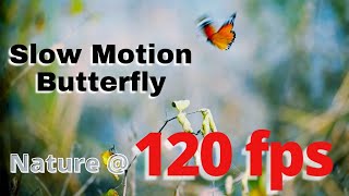Butterflies Flying In Slow Motion HD - Into The Nature | Slow Motion @120fps