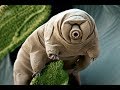 Tardigrades no espaço - Тихоходка в космосе