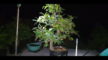 Giao lưu mai cúc thọ hương và đại lộc ngày 08,04 2021 ĐT 0977329080,0777883241 Hiền mai Sa Đéc