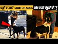 कुत्तों को Crotch Area सूंघने की आदत क्यों होती है? | Factified Hindi #97