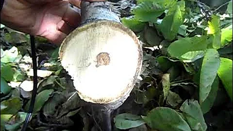 Черная сердцевина дерева.