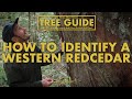 Western Red Cedar - How to identify them. Nerdy About Nature - Ep. 6.