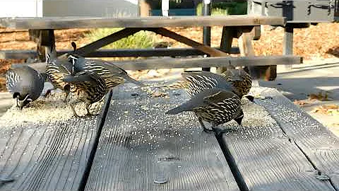 California Quail Family and Songbirds at Alviso Ad...