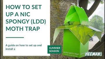 How to Set Up a NIC Spongy Moth Trap (LDD or Gypsy Moth)