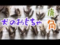 犬のおもちゃ！鹿の角加工第二弾。洗浄、研磨、煮沸殺菌、カット、袋詰めでフリマへ。概要欄もご覧下さい！