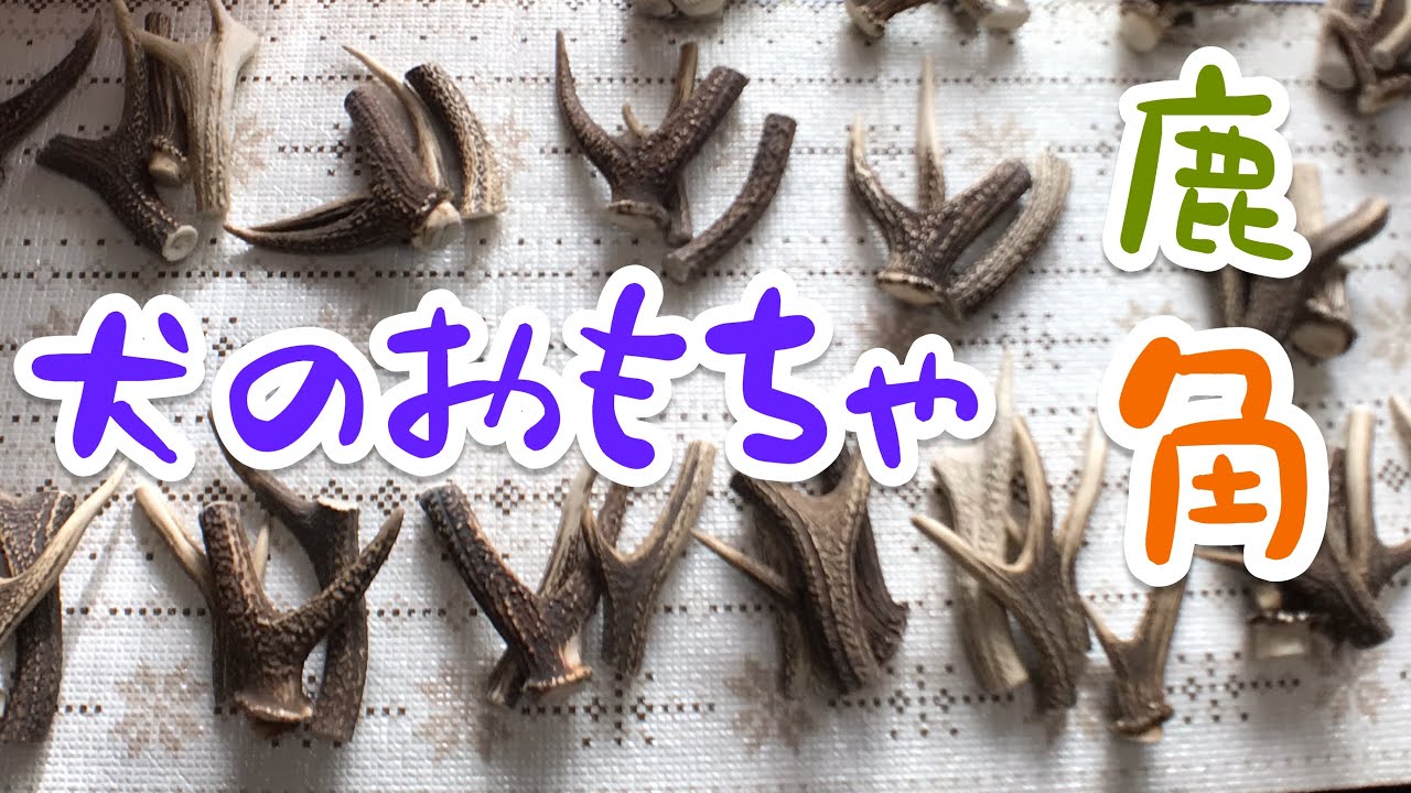 犬のおもちゃ 鹿の角加工第二弾 洗浄 研磨 煮沸殺菌 カット 袋詰めでフリマへ 概要欄もご覧下さい Youtube