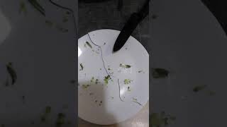 I've never seen this before - Corelle plate cracked without shattering everywhere