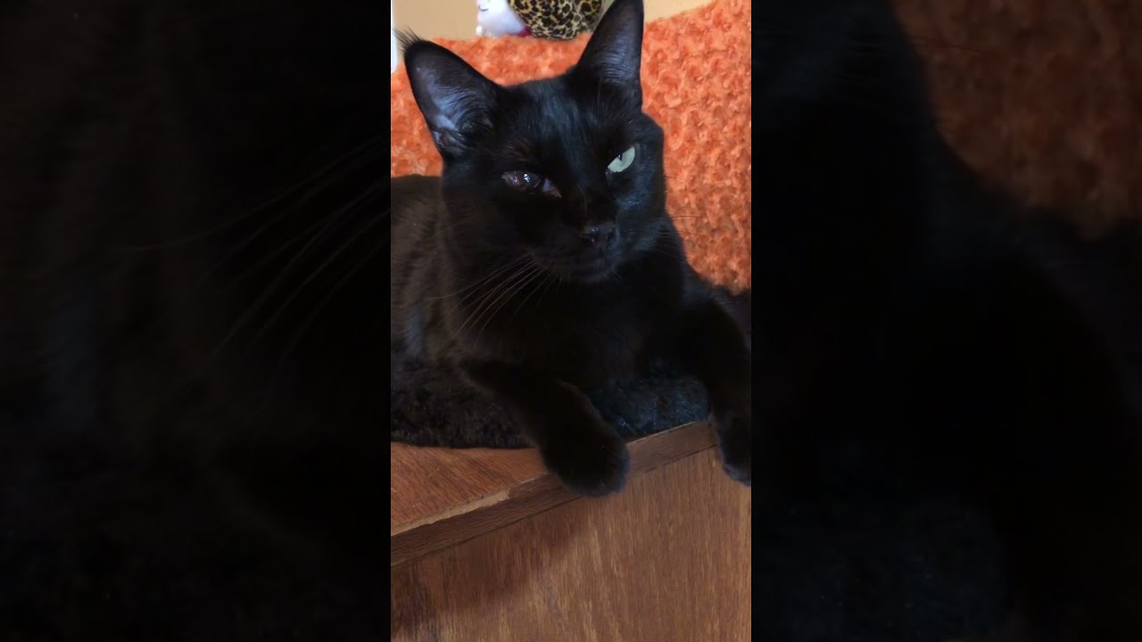 Spooko, a Beautiful Half-Blind Black Cat is Amazed by Whatu0027s 
