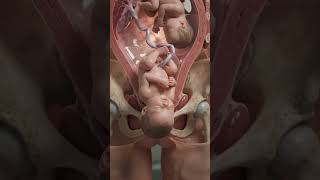The Amazing Journey of Twin Birth | How Twins Are Delivered in 3D