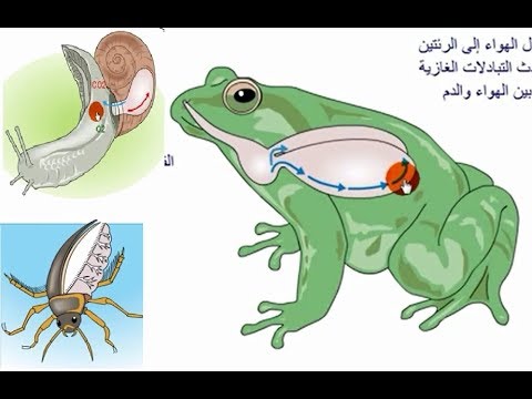 ماهو الحيوان الذي يتنفس من جلده