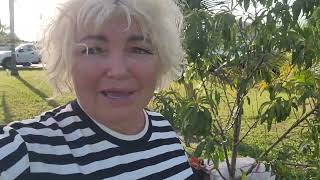 Planting peach tree in Florida by Van and Valentina 5613881015