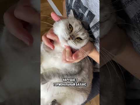 Вся правда о контрацептивах для кошек и собак #коты #кот #котики