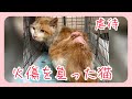前編【やけどを負った猫　ヒロ君】背中に大やけどを負った猫を保護。【虐待された猫】