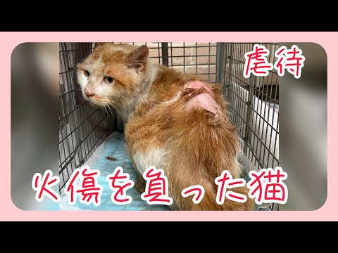 前編【やけどを負った猫 ヒロ君】背中に大やけどを負った猫を保護。【虐待された猫】