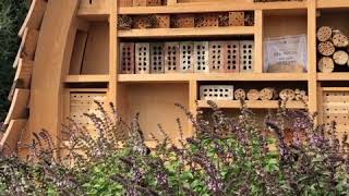 #BeeWise Challenge Day 1: Pollinator Action at the JC Raulston Arboretum Bee Hotel, Video One