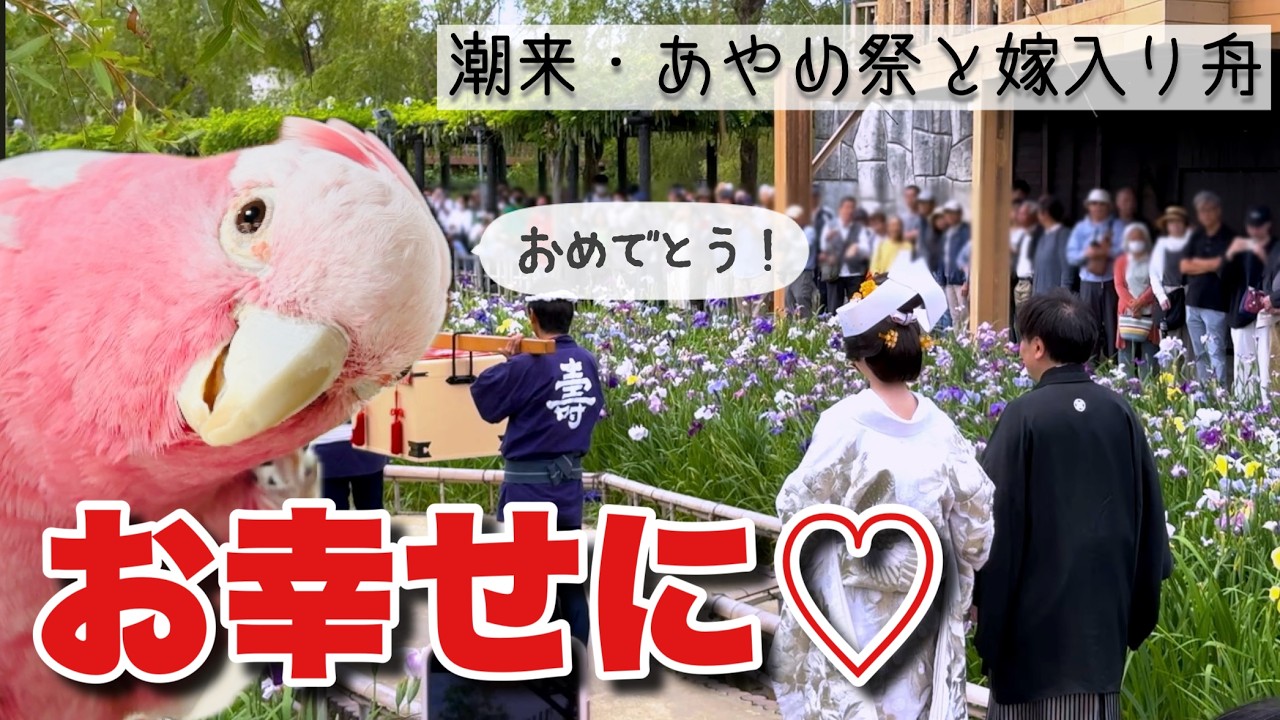 【水郷潮来】どこに行ってもアイドル状態!あやめ咲く運河を昔ながらの「ろ舟」で遊覧するオウム【おしゃべりモモイロインコの春ちゃん】