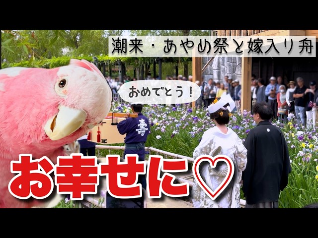 水郷潮来】どこに行ってもアイドル状態！あやめ咲く運河を昔ながらの