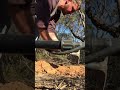 Metal detecting in the golden triangle Victoria Australia for gold nuggets