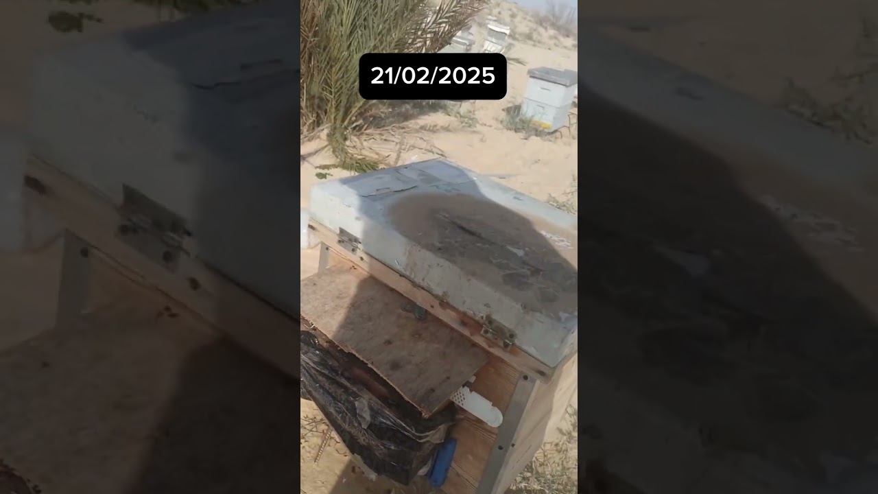 تقسيم النحل بالنفظة الحسونية وفوائدها