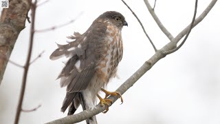 Sharp Shinned Hawk on a windy day in Quispamsis