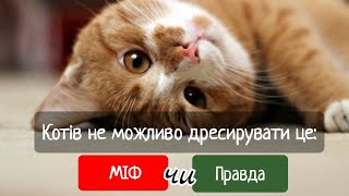 Які з Цих Міфів - Правда? Тест Про Котів