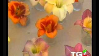 Lo spettacolo dei fiori Hemerocallis in mostra a Milis: (servizio Tg di Andrea Atzori)