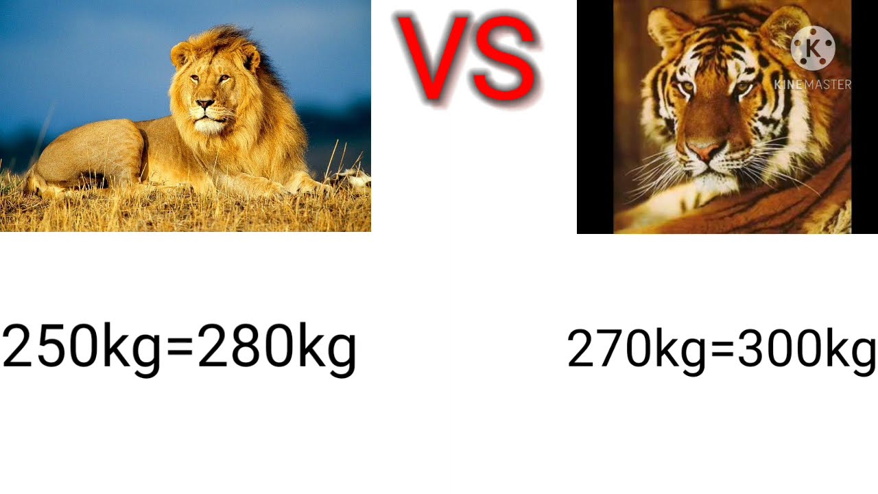 Siberian Tiger vs African Lion ! - YouTube
