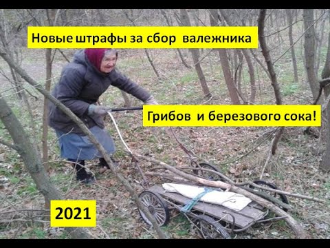 Сбор валежника в 2025. Сбор валежника в 2025