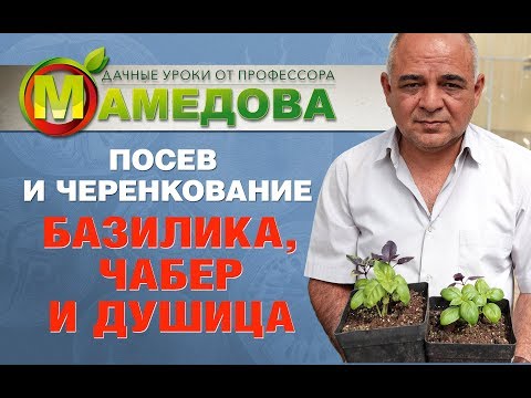 Видео: Размножение душицы черенками: как сажать черенки душицы