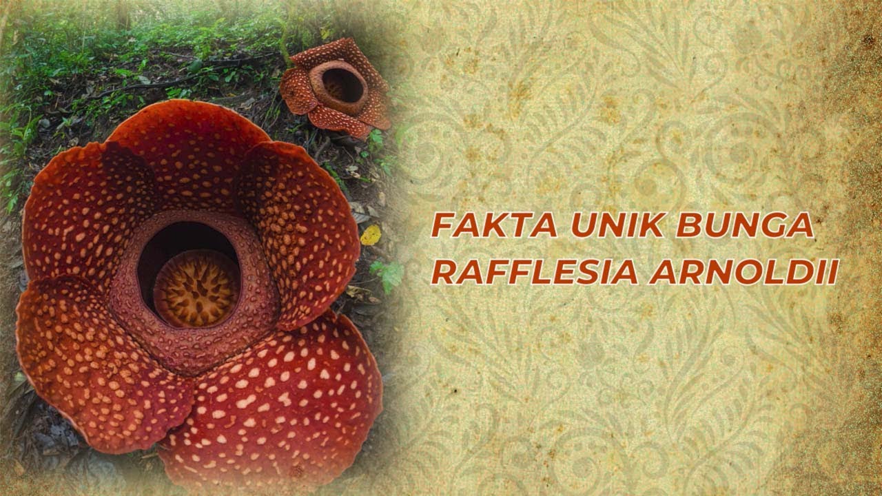 Misteri Bunga Terbesar di Dunia: Keajaiban Rafflesia Arnoldii