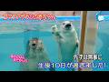 【アザラシ】無事に10日が過ぎました (伊勢シーパラダイス)