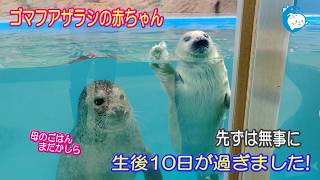 【アザラシ】無事に10日が過ぎました　（伊勢シーパラダイス）