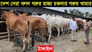 দেশ সেরা বলদ গরুর রাজ্য। ২০২৪ ঈদে ১৫০ টি সুন্দর সুন্দর বলদ গরু নিয়ে প্রস্তুত চকদার গরুর খামার