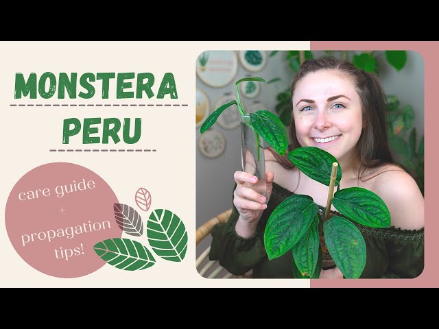 monstera peru large Monstera karstenianum 'Peru' main image 0