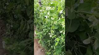 Holantao Tulipán Real En Chincha Ica Perú