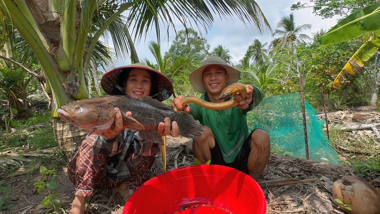 Thu Hoạch Ổi Xong Thăm Cái Lú Trúng Mánh Cá Lươn Khủng | CLN