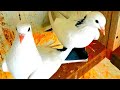 Голуби не успели взлететь попадали сразу прилетел сапсан/The pigeons flew and immediately the falcon