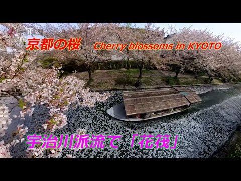 Tele 詩の形 花筏 お知らせ】 Orangestar - 花筏 (feat. 夏背) MVにて、タイトルロゴ