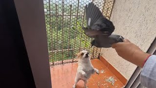 Chihuahua VS Pigeon