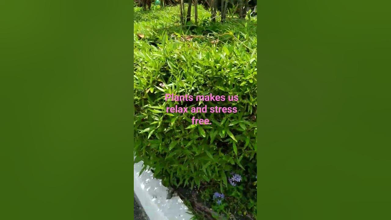 plants give us oxygen from the air. kindly taking care of the plants