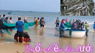 review buổi chiều kéo lưới ở làng chài quê hương mình//nghề đánh bắt cá gần bờ//Ngư dân miền biển