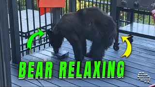 Bear Getting Cozy and Relaxing on Patio as Guy Films