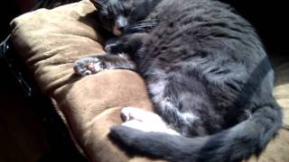 How To Fix A Melted Cat Or Flapcats 101