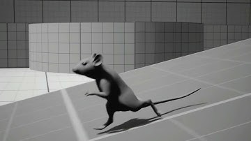 Locomotion System